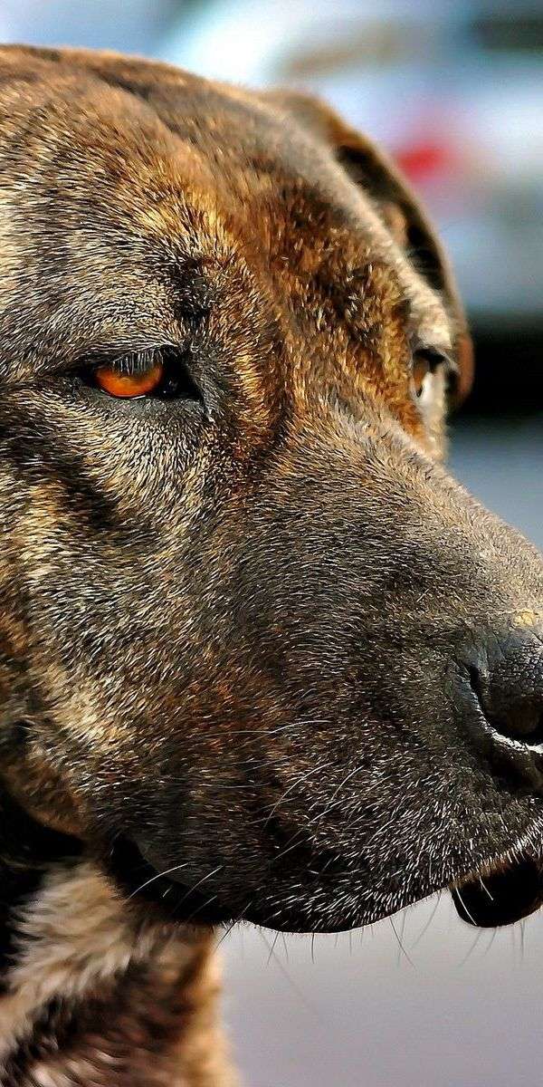 Dog wallpaper for iphone 14 14