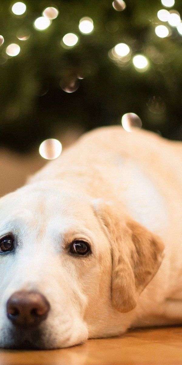 Dog wallpaper for iphone 14 5