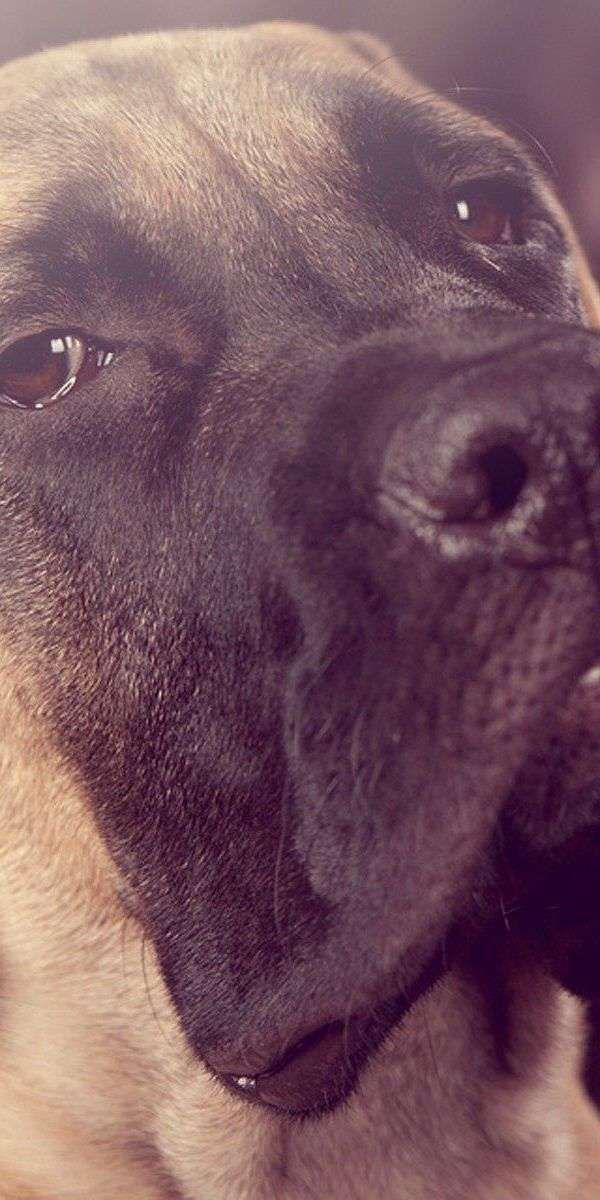 Dog wallpaper for iphone 14 9