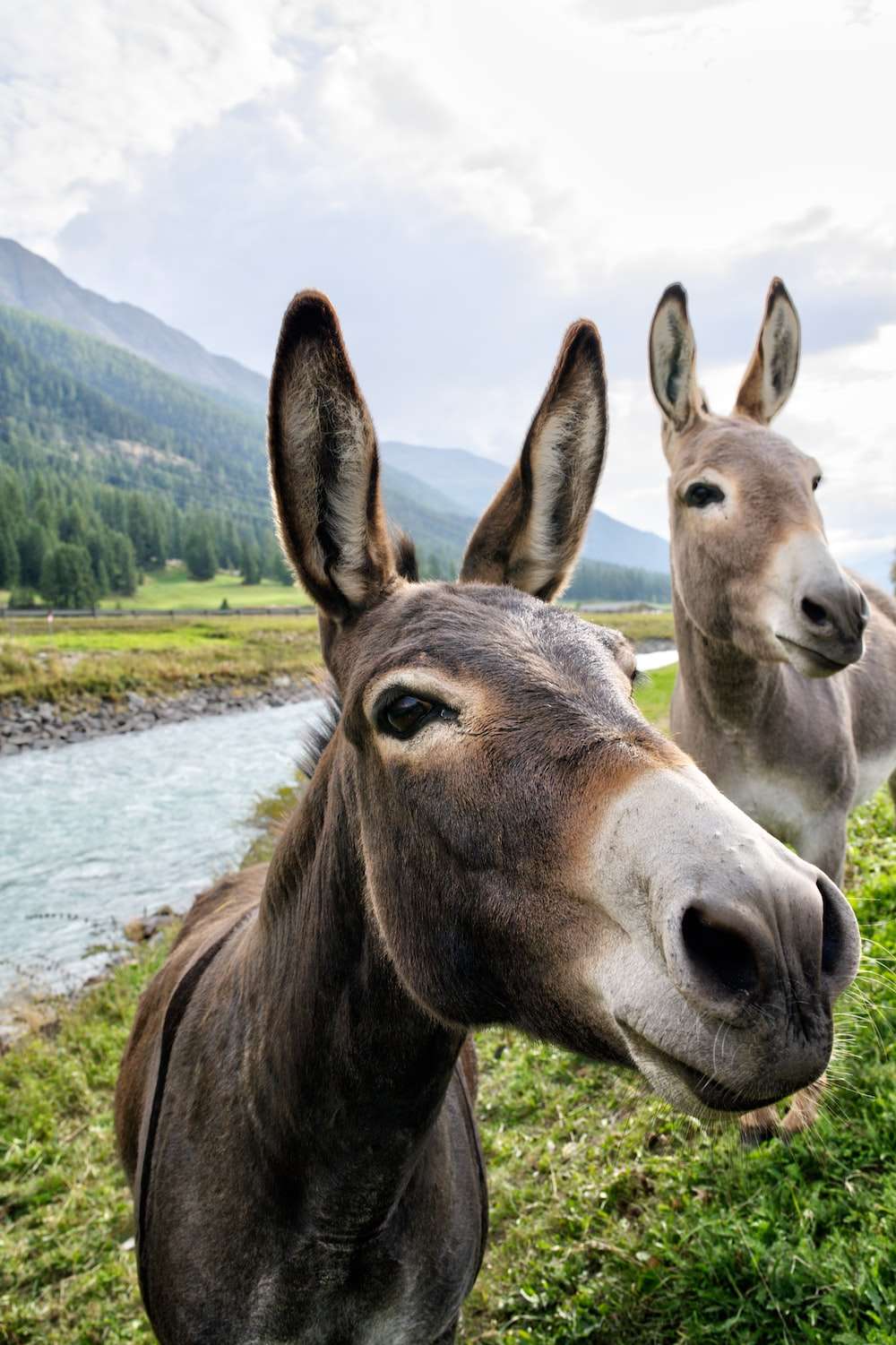 Donkey wallpaper for iphone 14 10