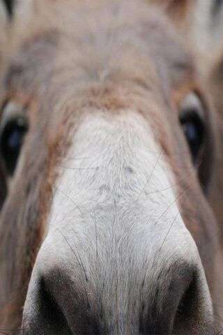 Donkey wallpaper for iphone 14 14