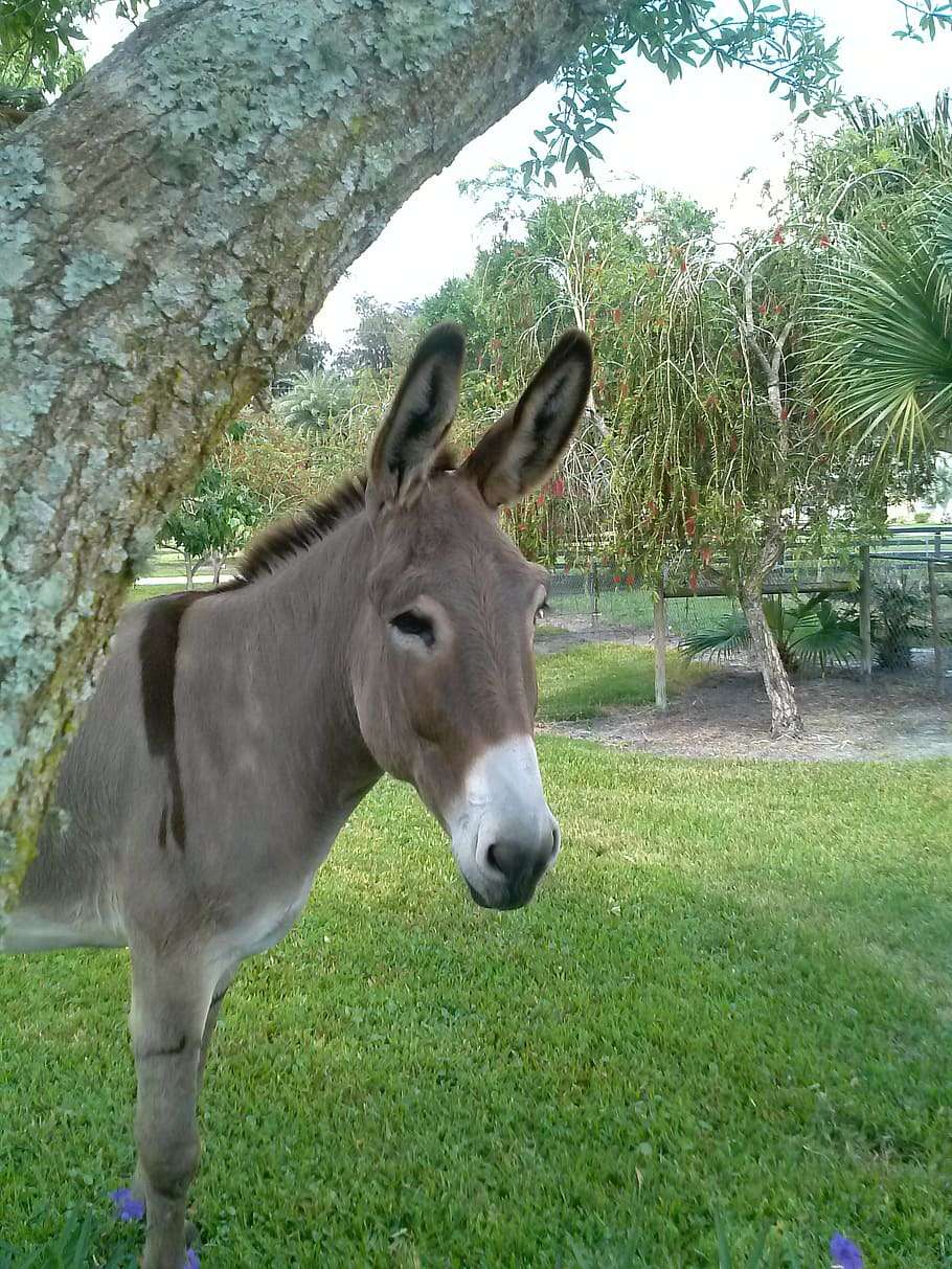 Donkey wallpaper for iphone 14 9