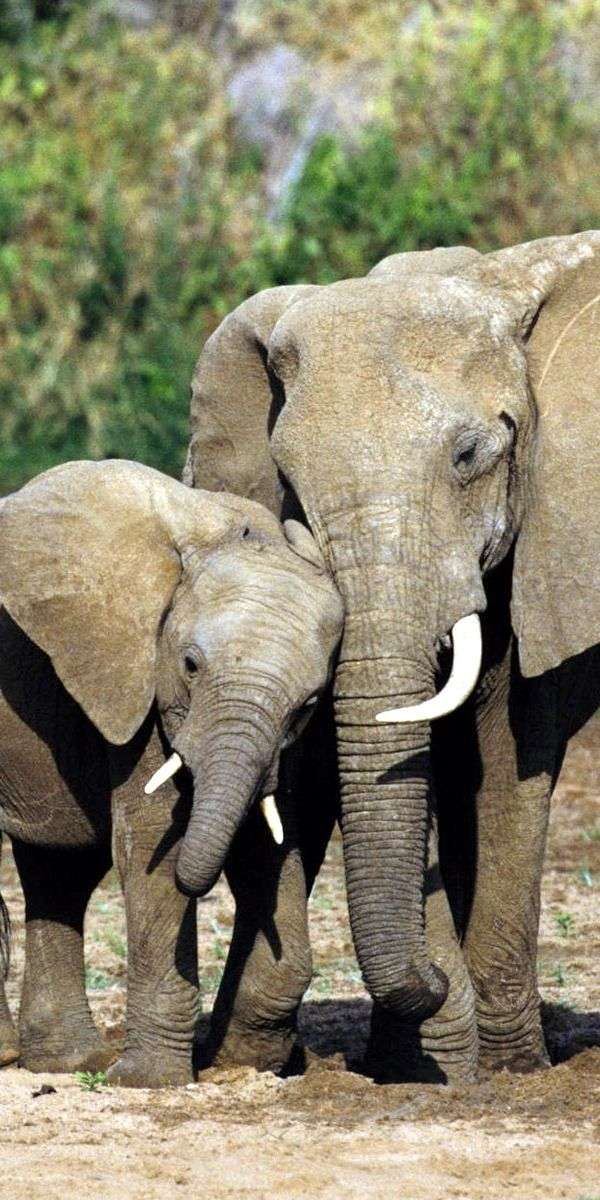 Elephant wallpaper for iphone 14 1