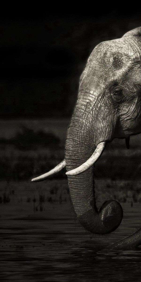 Elephant wallpaper for iphone 14 11
