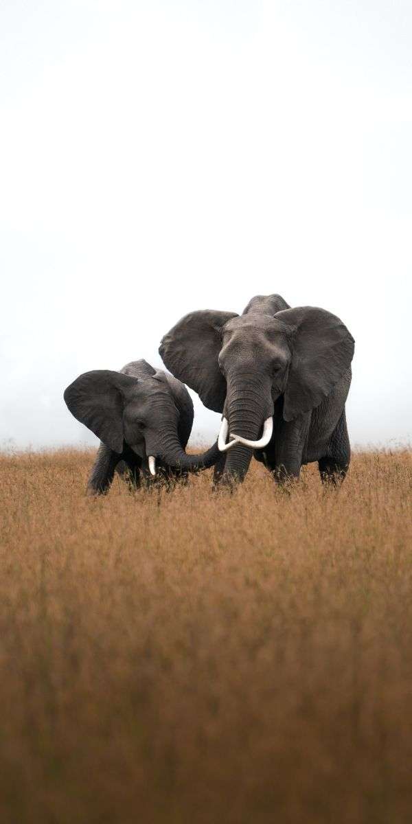 Elephant wallpaper for iphone 14 7