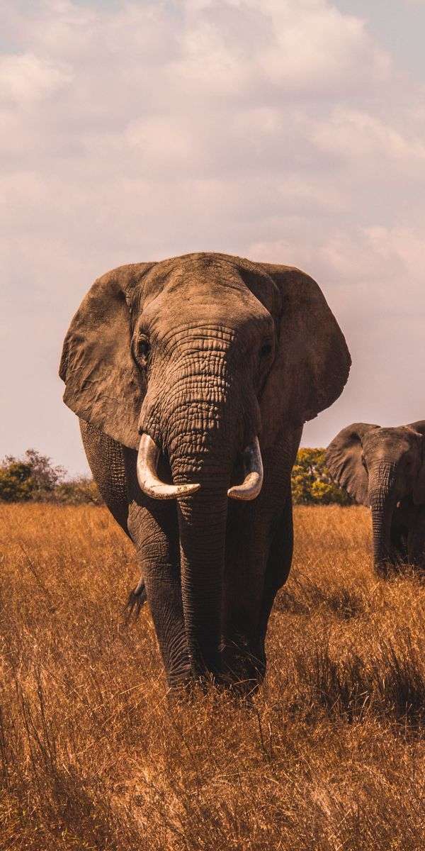 Elephant wallpaper for iphone 14 9