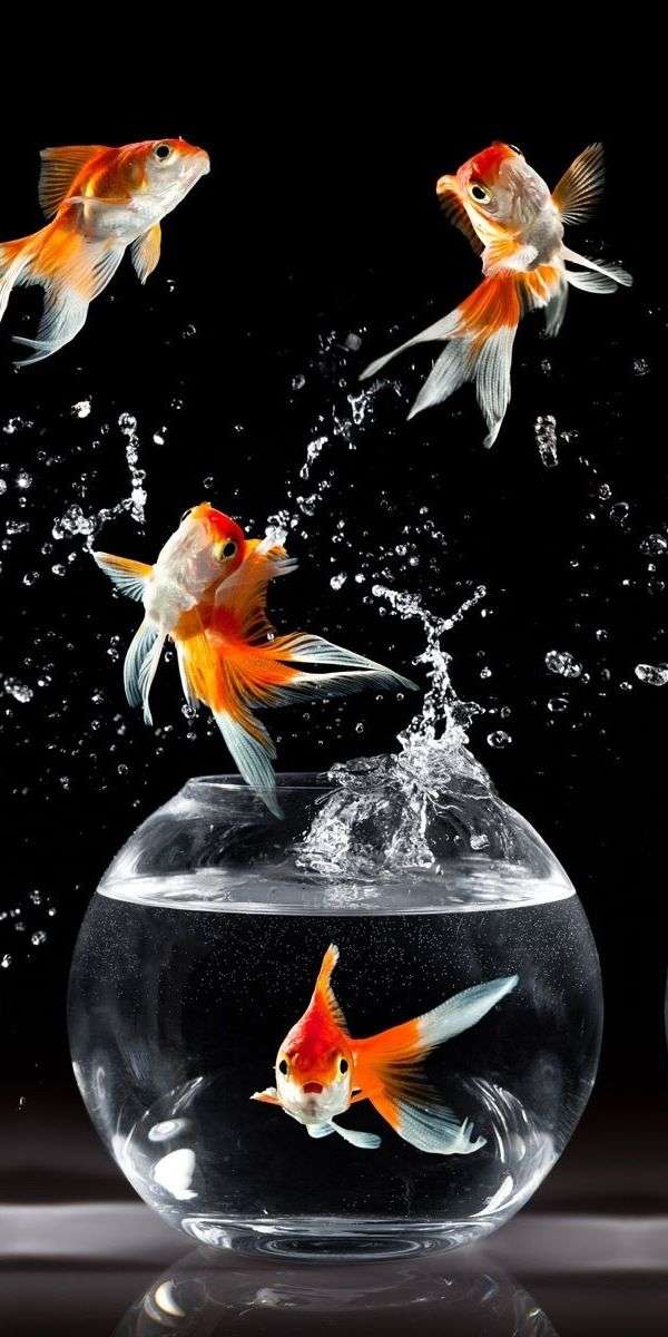 Fish wallpaper for iphone 14 1