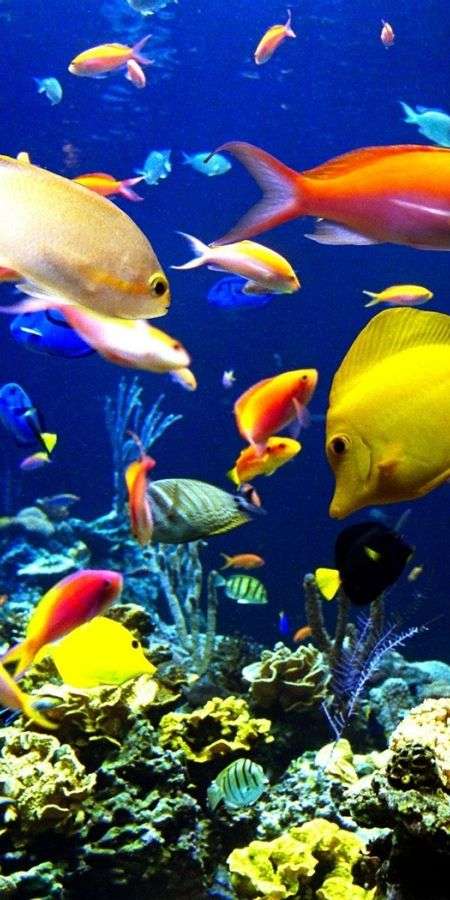 Fish wallpaper for iphone 14 11