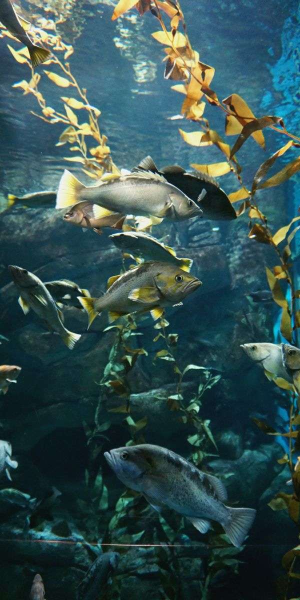 Fish wallpaper for iphone 14 15