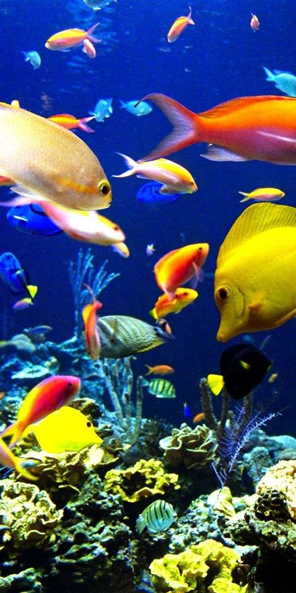 Fish wallpaper for iphone 14 4