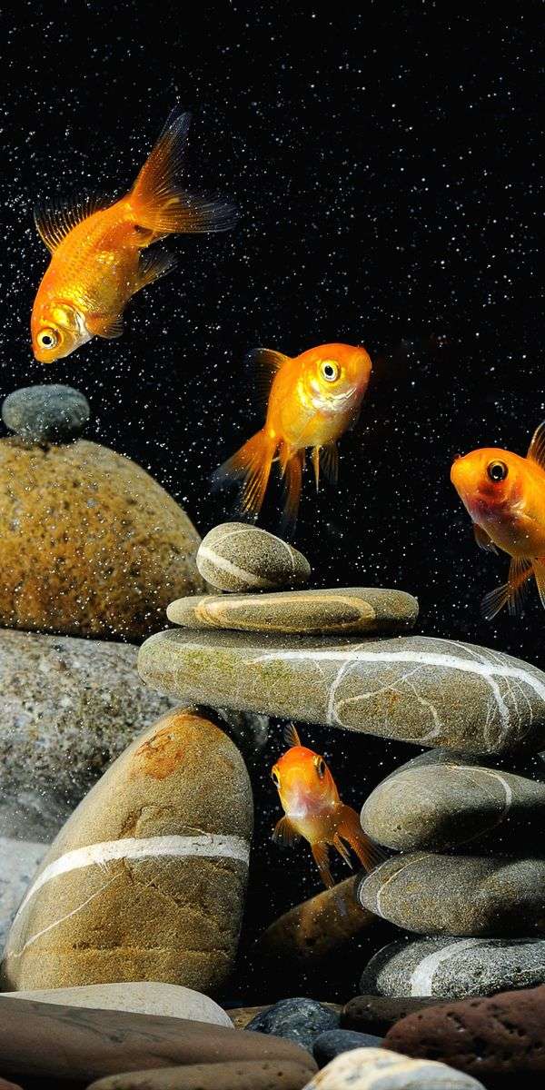 Fish wallpaper for iphone 14 5