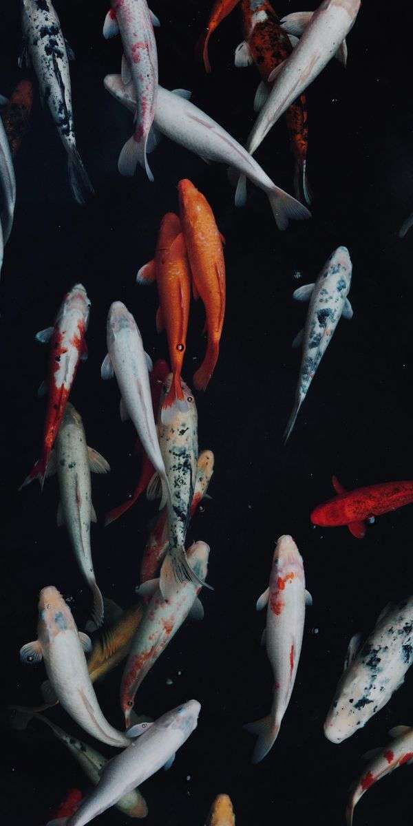 Fish wallpaper for iphone 14 7