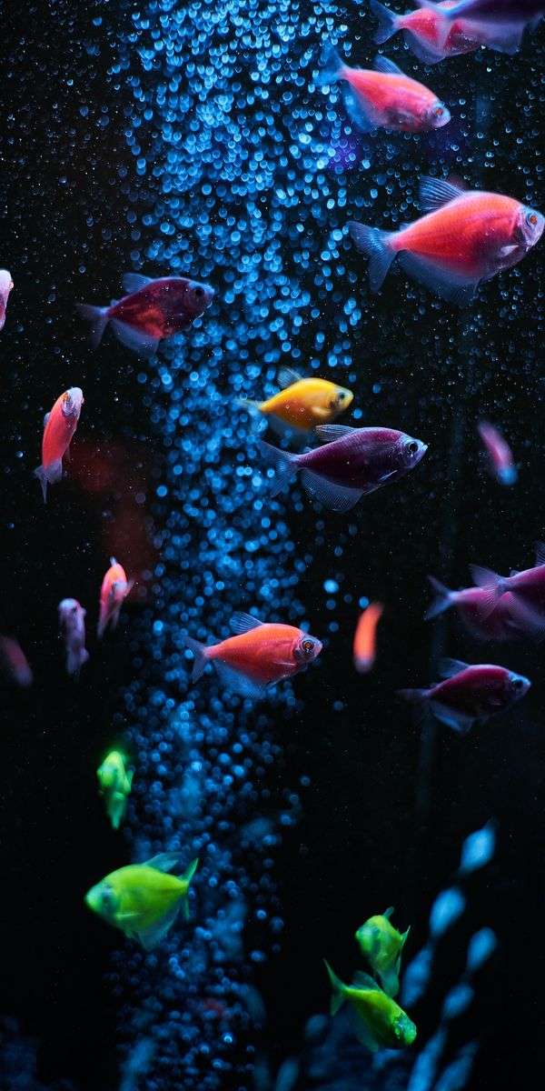Fish wallpaper for iphone 14 9