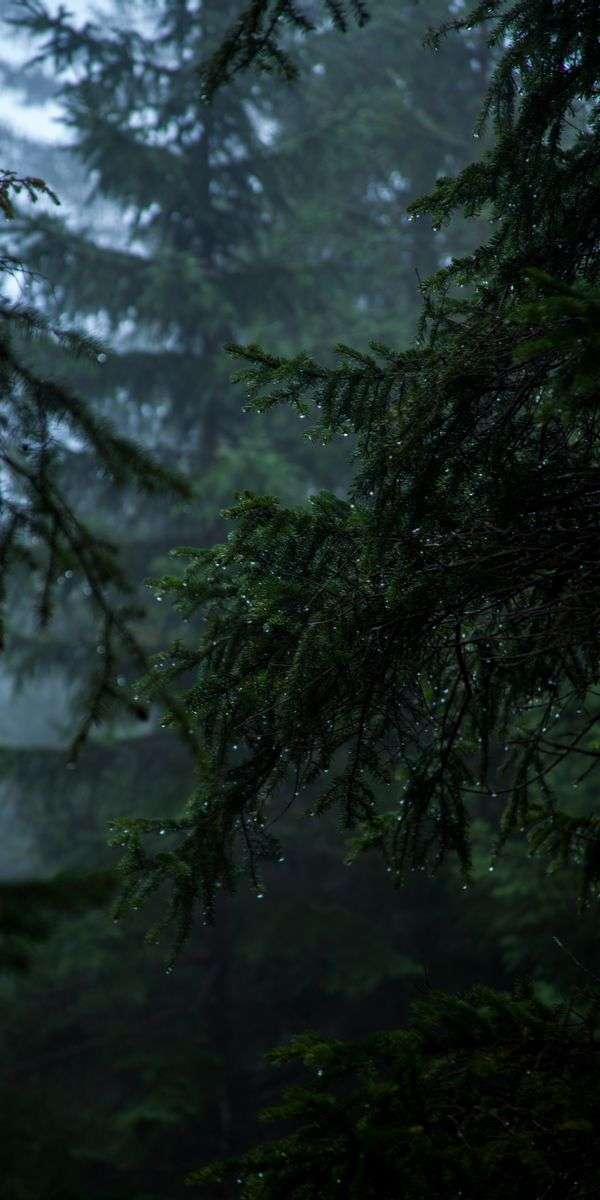 Foggy wallpaper for iphone 14 11