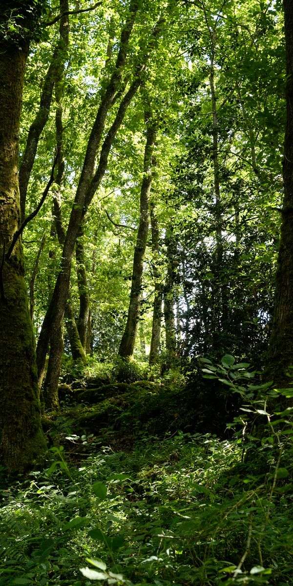Forest wallpaper for iphone 14 16