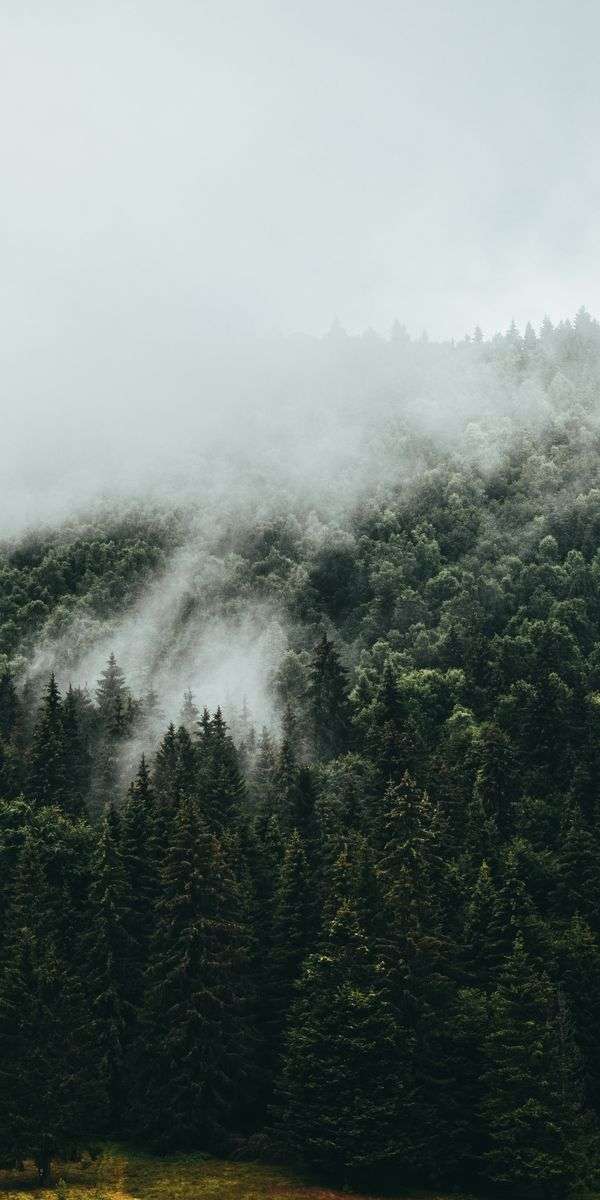 Forest wallpaper for iphone 14 5