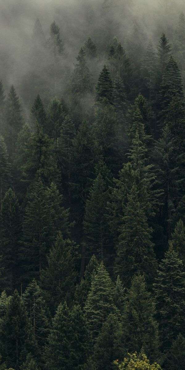 Forest wallpaper for iphone 14 7