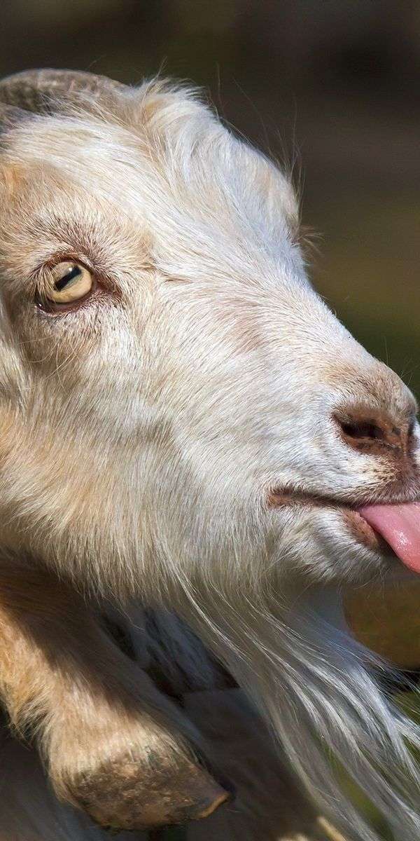 Goat wallpaper for iphone 14 13
