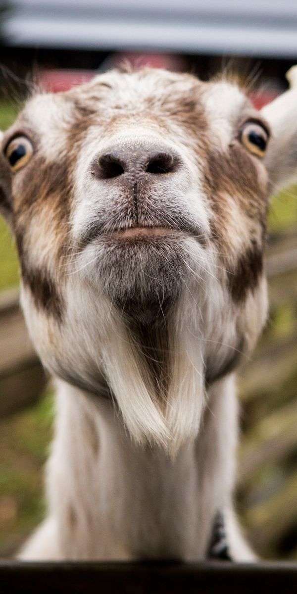 Goat wallpaper for iphone 14 14