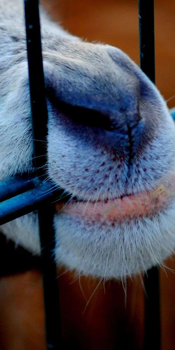 Goat wallpaper for iphone 14 6