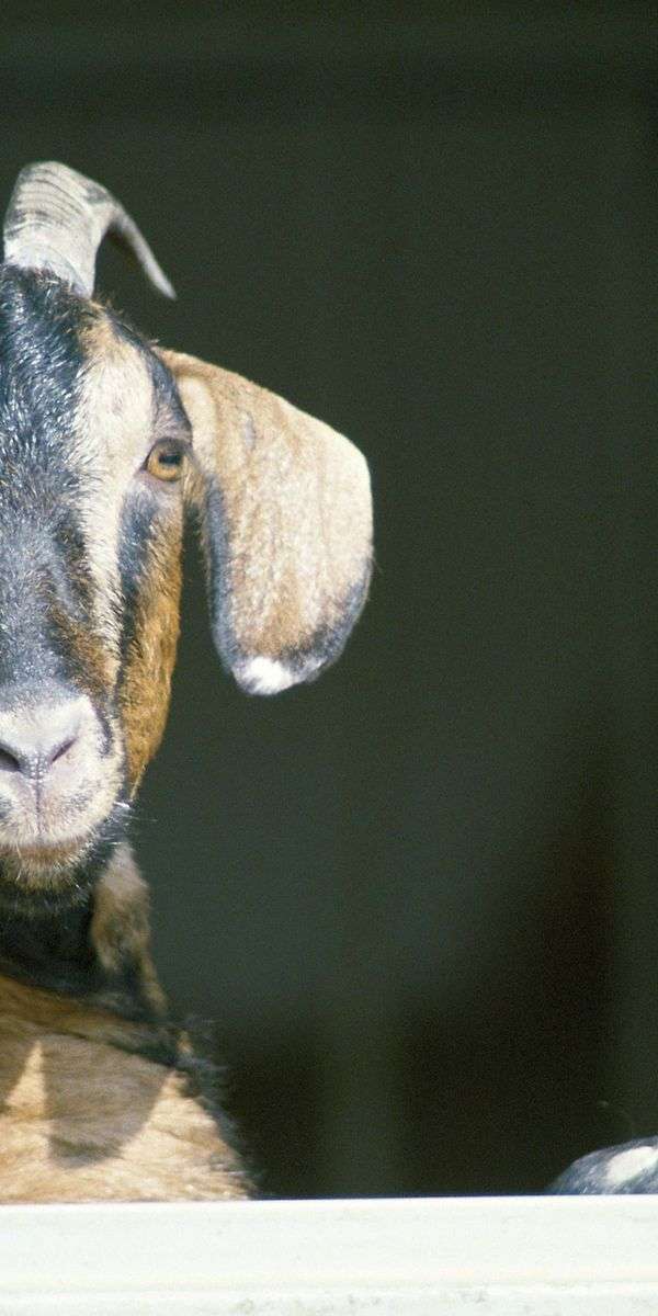 Goat wallpaper for iphone 14 7