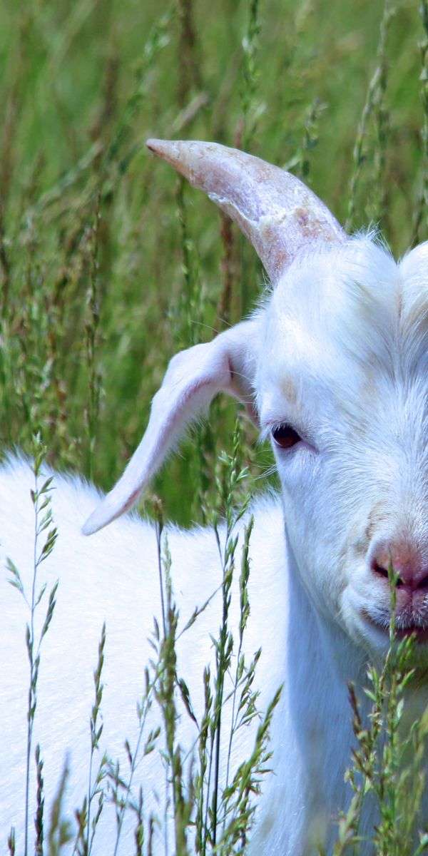 Goat wallpaper for iphone 14 8