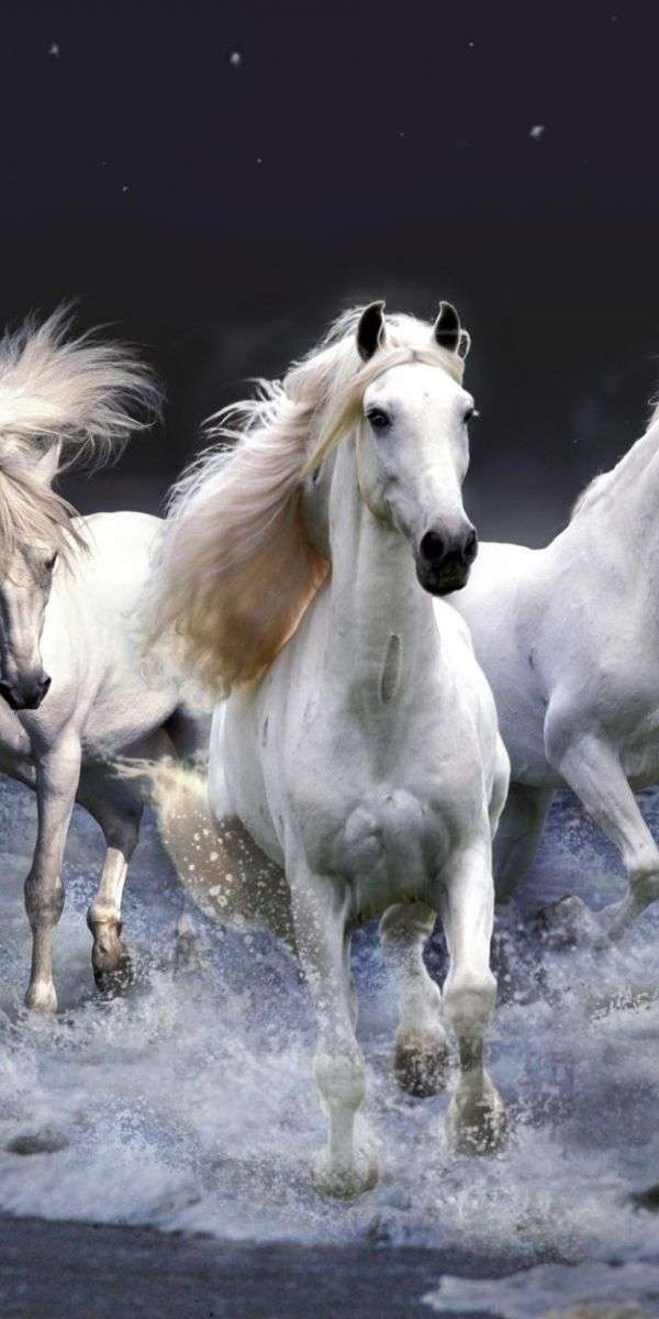 Horse wallpaper for iphone 14 1