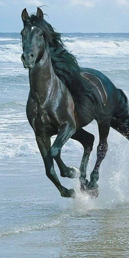Horse wallpaper for iphone 14 12
