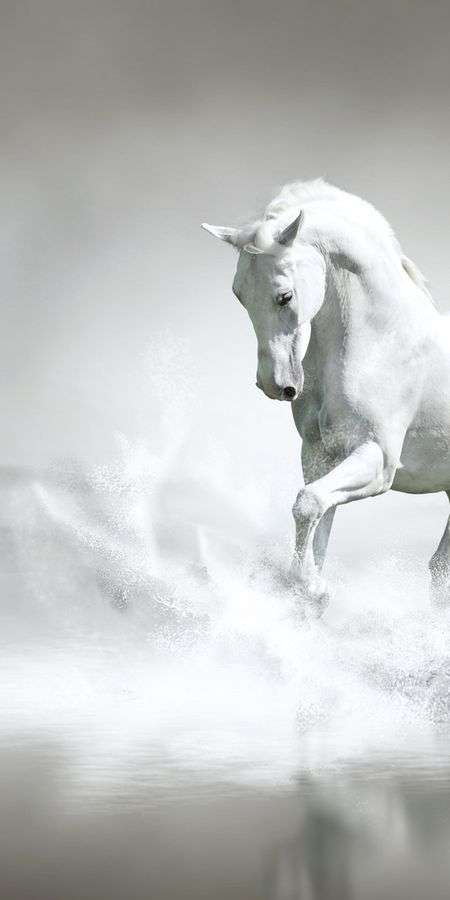 Horse wallpaper for iphone 14 13