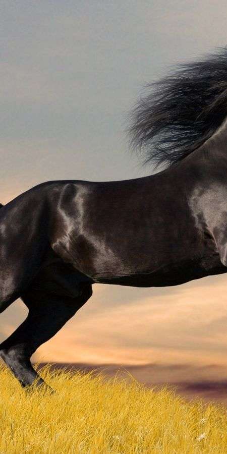 Horse wallpaper for iphone 14 14