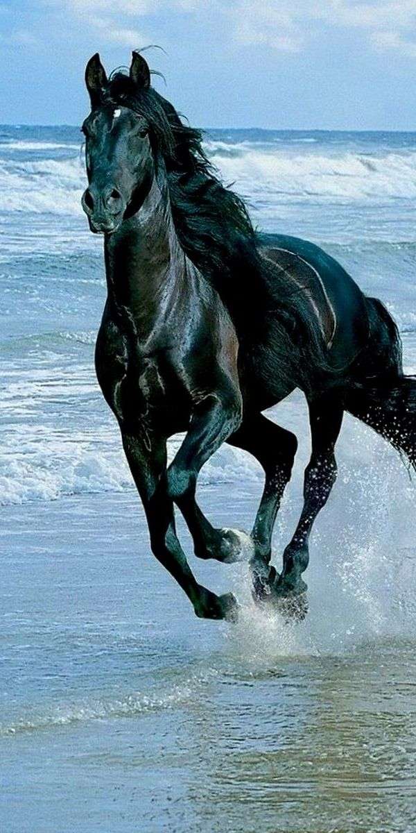 Horse wallpaper for iphone 14 3
