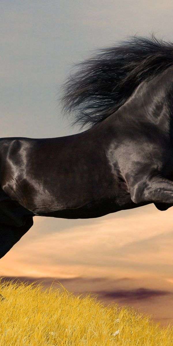 Horse wallpaper for iphone 14 5