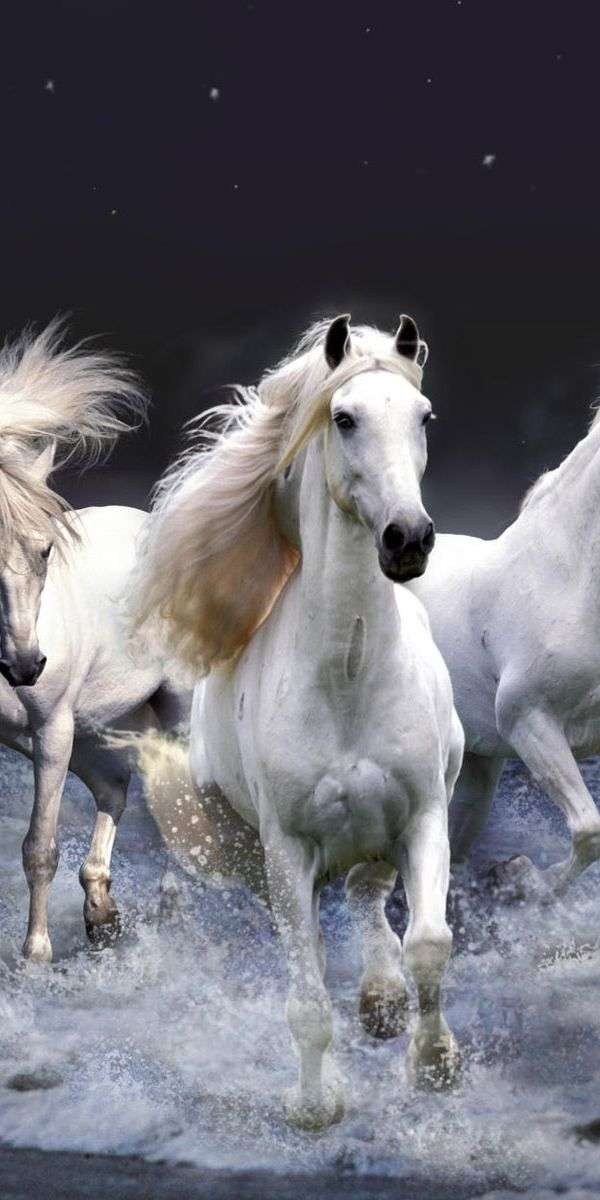 Horse wallpaper for iphone 14 6