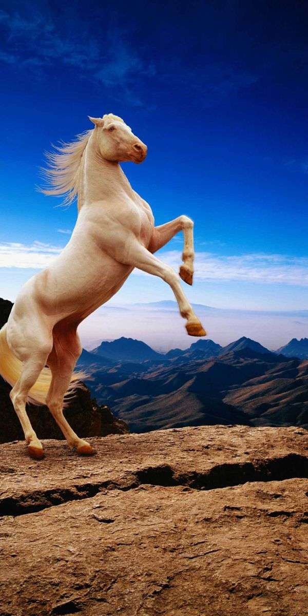 Horse wallpaper for iphone 14 8