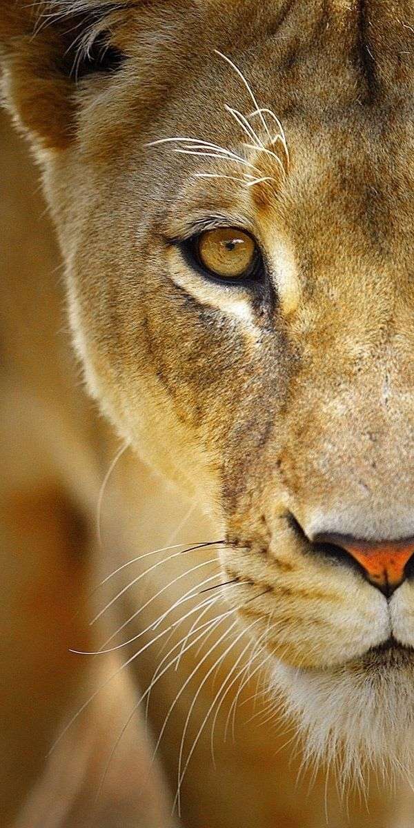 Lion wallpaper for iphone 14 15