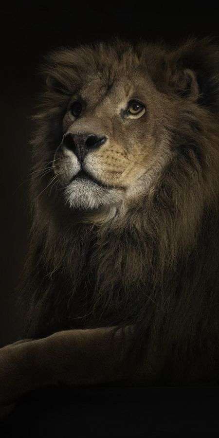 Lion wallpaper for iphone 14 2