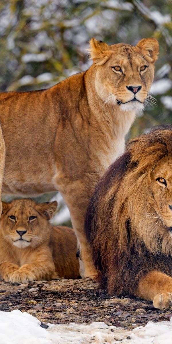 Lion wallpaper for iphone 14 3