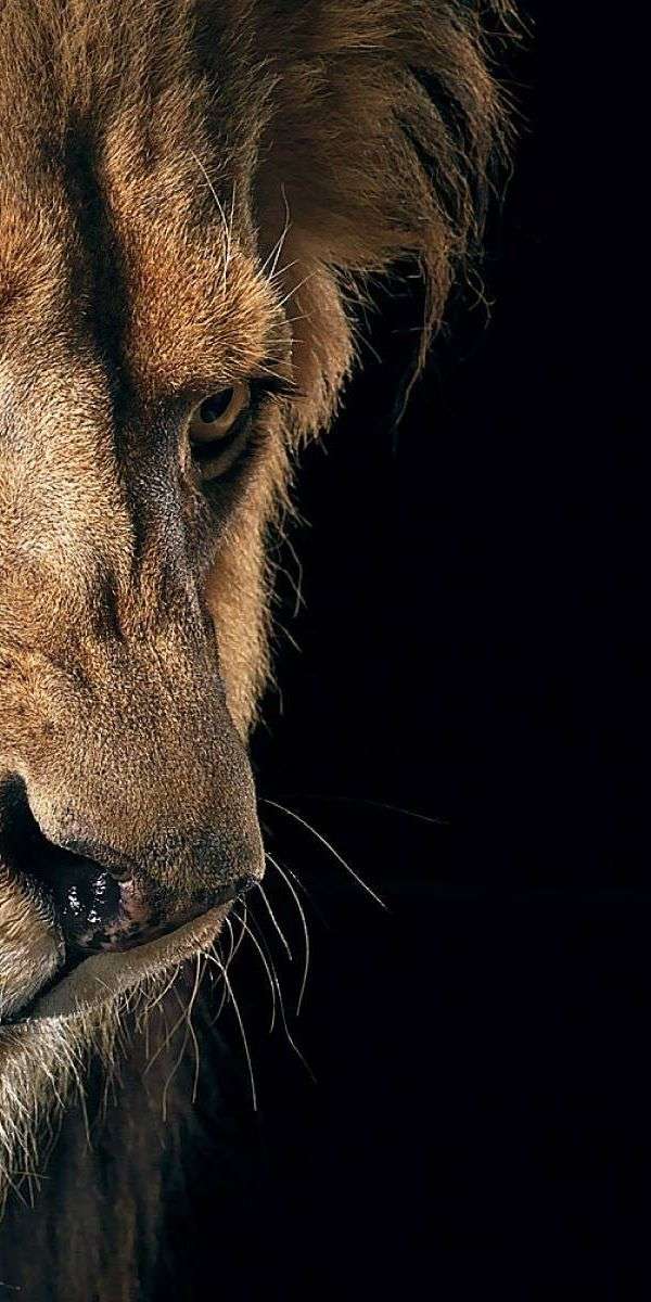 Lion wallpaper for iphone 14 5