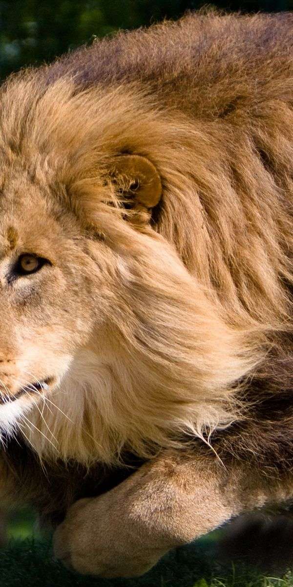 Lion wallpaper for iphone 14 6