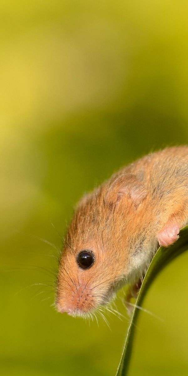 Mouse wallpaper for iphone 14 5