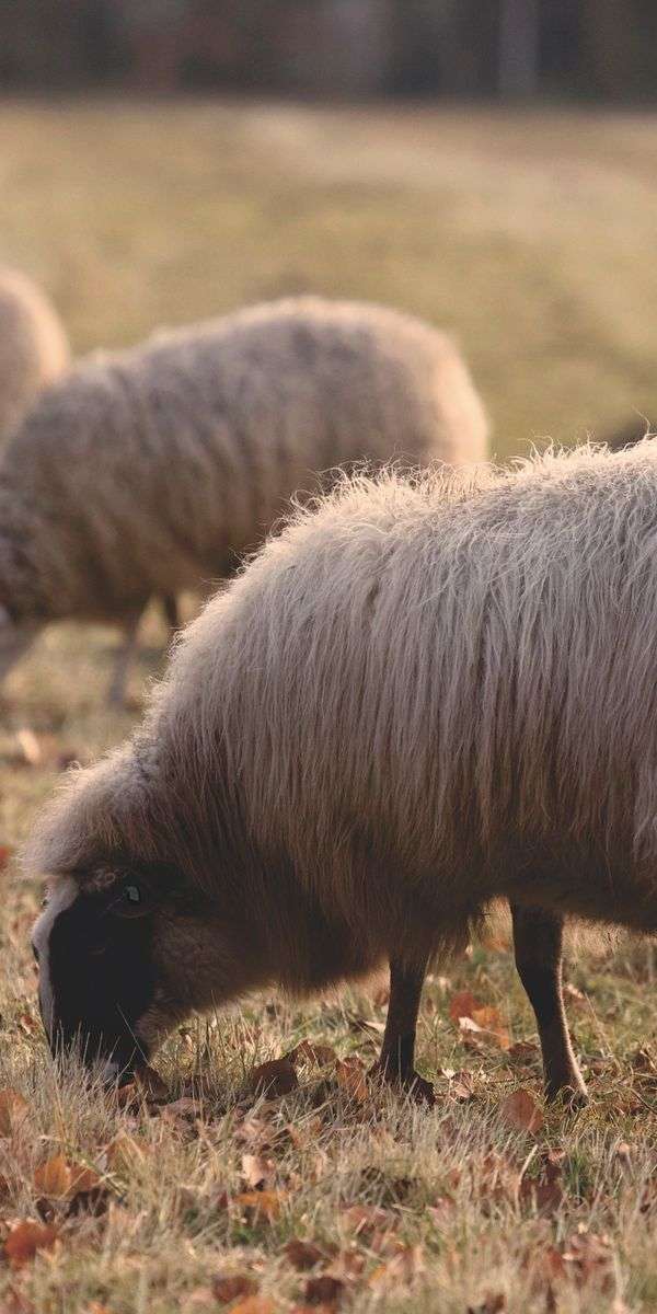 Sheep wallpaper for iphone 14 10