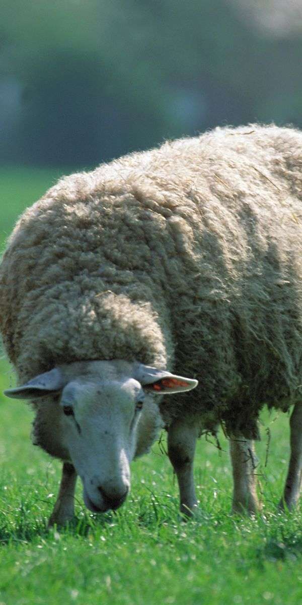 Sheep wallpaper for iphone 14 12
