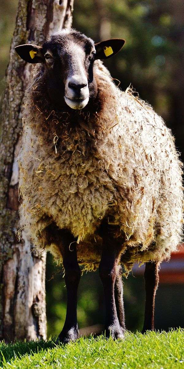 Sheep wallpaper for iphone 14 13
