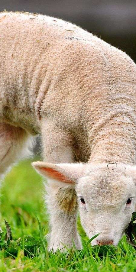 Sheep wallpaper for iphone 14 8