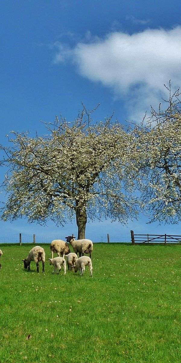Sheep wallpaper for iphone 14 9
