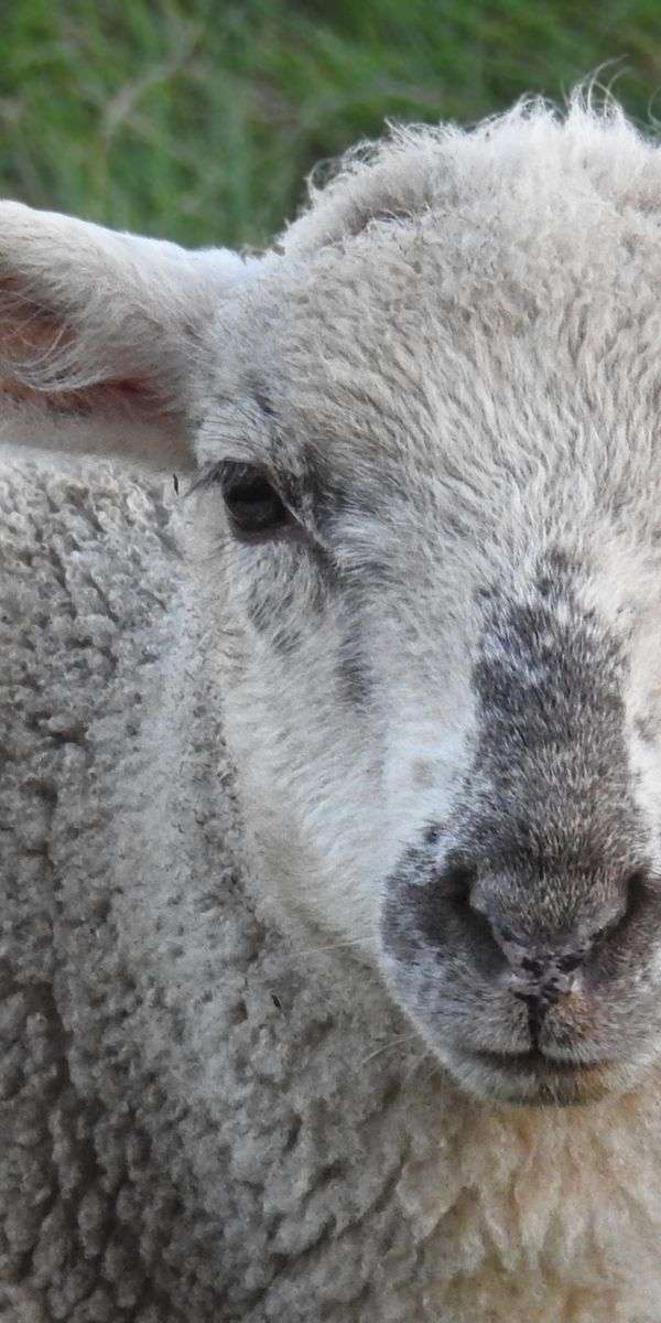Sheep wallpaper for iphone 14