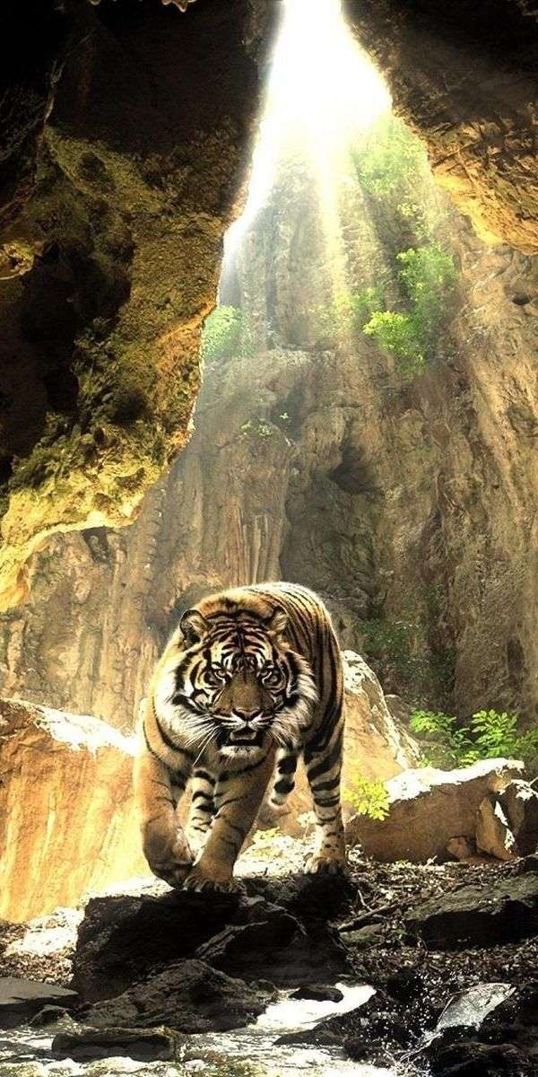 Tiger wallpaper for iphone 14 1