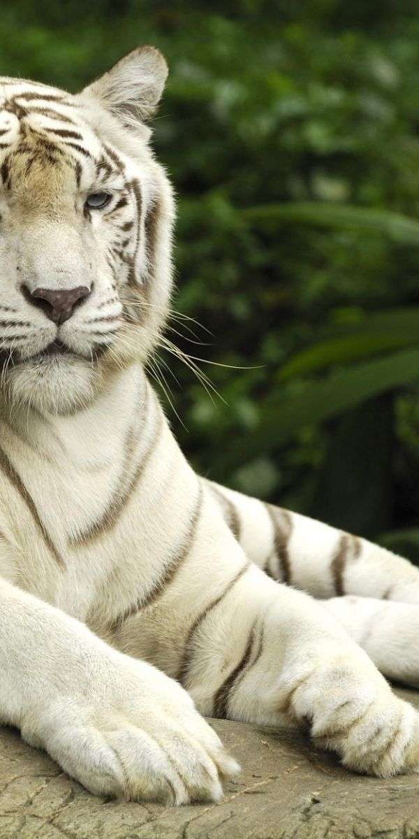 Tiger wallpaper for iphone 14 10