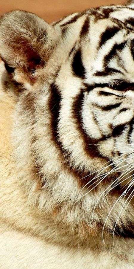 Tiger wallpaper for iphone 14 12