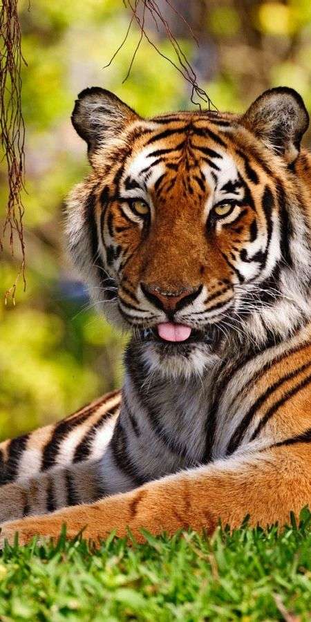 Tiger wallpaper for iphone 14 14
